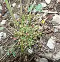 Androsace septentrionalis