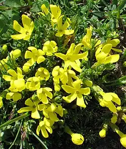 A. vitaliana