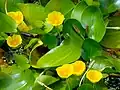 Hydrocleys martii