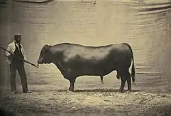 Anguský býk se svým majitelem na zemědělském veletrhu v Paříži, 1856