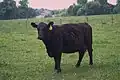 Kráva plemene Aberdeen-Angus