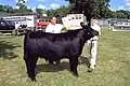 Býk plemene Aberdeen-Angus