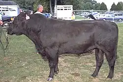 Býk plemene aberdeen-angus, černé plášťové zbarvení