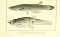 Phalloceros caudimaculatus, Archív Carnegie Museum of Natural History. (1916)