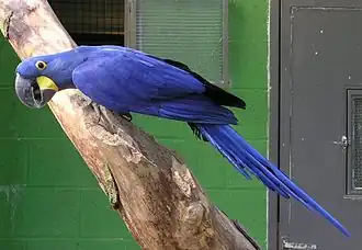 Anodorhynchus hyacinthinus