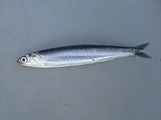 alternativní popis obrázku chybí