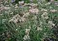 kociánek dvoudomý (Antennaria dioica)