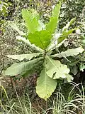 Mladý strom Anthocleista procera