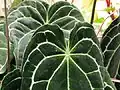 Anthurium crystallinum