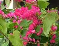 Antigonon leptopus
