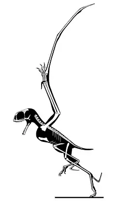 Anurognathus - kostra
