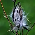 Puklé plody Apocynum cannabinum