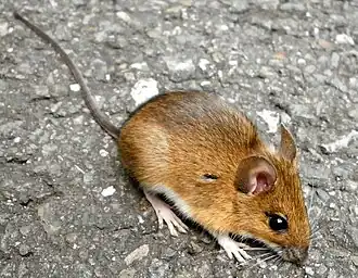 alternativní popis obrázku chybí