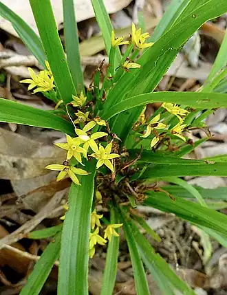 Apostasia wallichii, Apostasioideae