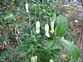 Kvetoucí Billardiera scandens
