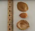 Rozlousknutá pecka meruňky s jádrem, vedle měřítko (jádro měří asi 1 cm)