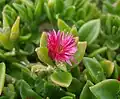 Apténie srdčitá (Aptenia cordifolia)