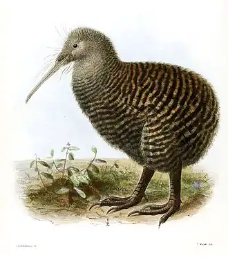 Ilustrace samice kiviho Haastova od Johna Gerrarda Keulemanse z roku 1876