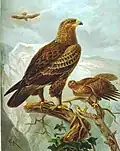 Orel křiklavý (Aquila pomarina)