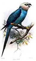 Cyanopsitta spixii
