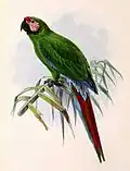Ara militaris
