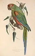 Ara rubrogenys