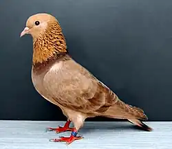Arabský bublák hnědě atlasový