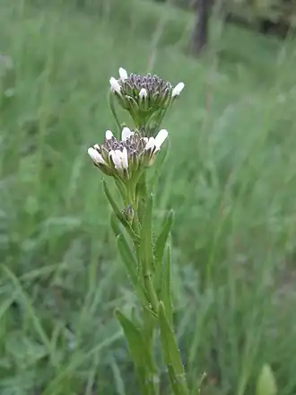 alternativní popis obrázku chybí