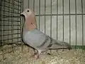 Arabský bublák žlutě atlasový