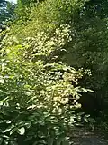 Aralia californica
