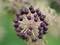 Plodenství arálie Aralia cordata