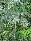 Aralia echinocaulis