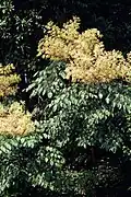 Aralia spinosa