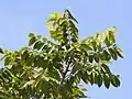 Větve Centrolobium tomentosum