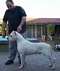 Vysoký kohoutek argentinské dogy