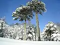 Stromy Araucaria