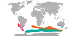 Je zde použita šablona {{Col-begin}} označená jako k „pouze dočasnému použití“.      A. townsendi      A. galapagoensis      A. philippii      A. australis      A. gazella      A. tropicalis      A. pusillus      A. forsteri