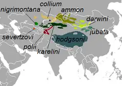 Rozšíření jednotlivých druhů ovcí typu argali včetně Ovis ammon