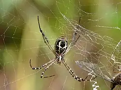 Fotografie křižáka stojícího na své síti s kořistí