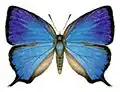 Modrásek Arhopala micale