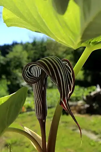 Arisaema fargesii[8]