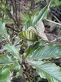Kvetoucí Arisaema nepenthoides