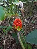 Plodenství Arisaema peninsulae