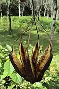 Puklá tobolka Aristolochia ringens