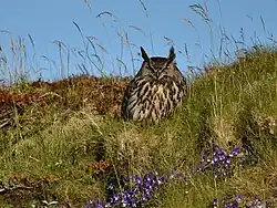 výr velký (Bubo bubo)