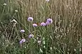 Trávnička obecná (Armeria elongata)