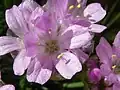 Trávnička Armeria juniperifolia
