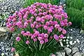 Trávnička přímořská (Armeria maritima)