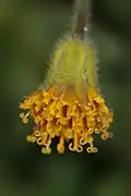 Detail květenství Arnica parryi