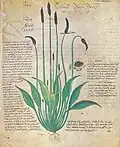 Folio 29v, Plantago lanceolata (jitrocel kopinatý)